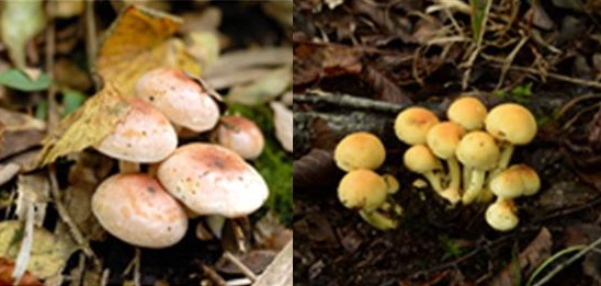 식용버섯인 개암버섯(좌)과 야생 독버섯인 노란다발. (사진=농촌진흥청)