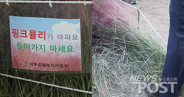 지난 17일 서울억새축제 핑크뮬리 정원에서 발견된 경고 문구. (사진=이별님 기자)