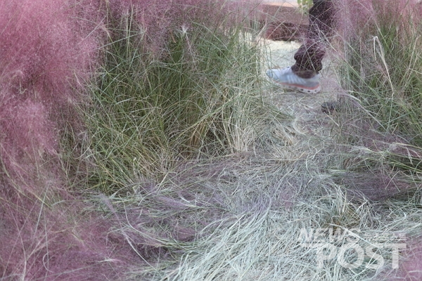 지난 17일 서울억새축제 핑크뮬리 정원에서 군락 일부가 훼손됐다. (사진=이별님 기자)