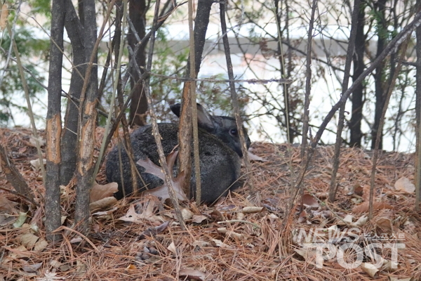 지난 6일 서울 서초구 몽마르트 공원에서 유기 토끼 한 마리가 휴식을 취하고 있다. (사진=이별님 기자)