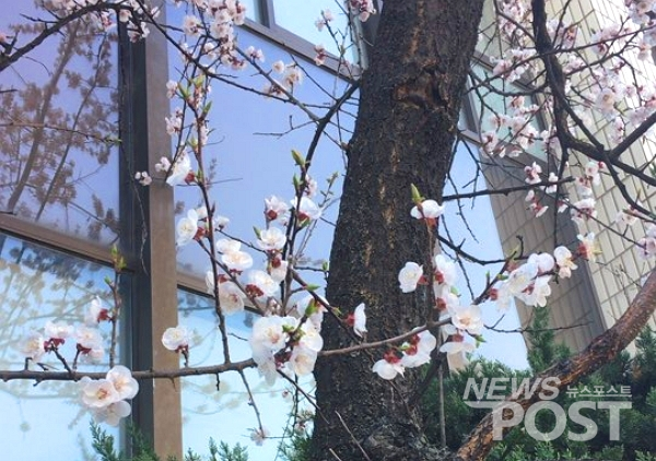 3일 서울 송파구 인근 건물 앞 벚나무가 개화했다. (사진=이별님 기자)