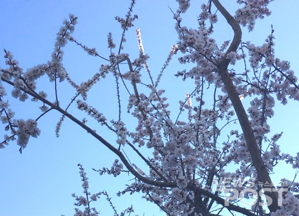 3일 서울에서 벚꽃이 본격적으로 개화함에 따라 송파구 인근에서도 꽃이 핀 벚나무를 발견할 수 있었다. (사진=이별님 기자)