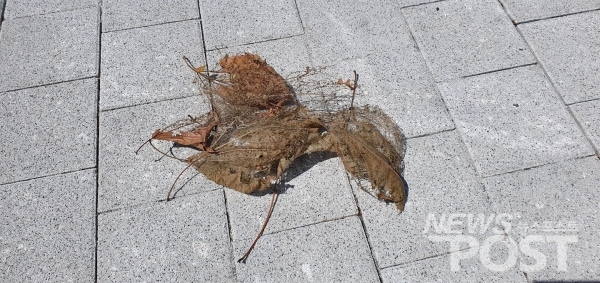 '미국흰불나방' 유충으로 피해를 입은 버즘나무의 나뭇잎. (사진=선초롱 기자)