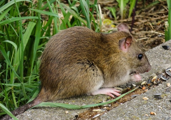 신증후군출혈열은 쥐 등 설치류의 배설물로 매개되는 바이러스성 질환이다. (사진=pixabay)