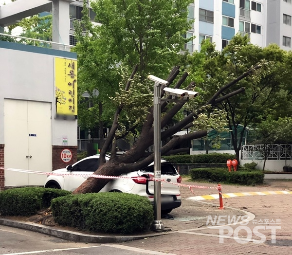 태풍에 쓰러진 나무가 주차장 승용차를 덮쳤다. (사진=이해리 기자)