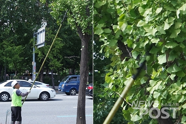 26일 서울 송파구 올림픽공원 일대에서 공원녹지과 직원이 장대를 이용해 은행 열매 털기 작업을 하고 있다. (사진=이별님 기자)