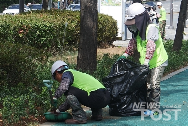 26일 서울 송파구 올림픽공원 일대에서 공원녹지과 직원들이 장대로 떨어트린 열매들을 쓰레받기를 이용해 포대에 담고 있다. (사진=이별님 기자)