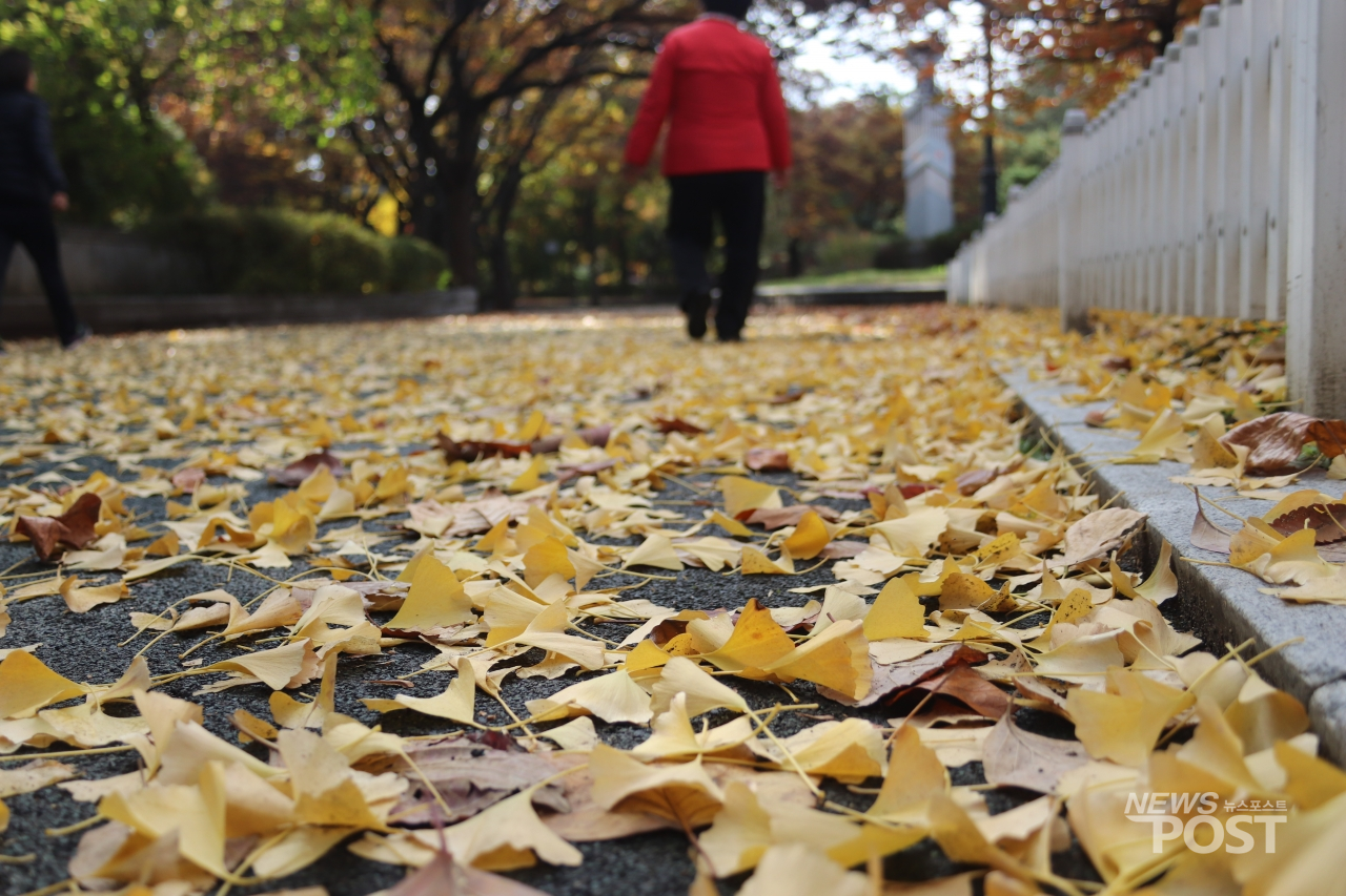 11일 한 시민이 서울 아시아근린공원에서 낙엽을 밟으며 산책하고 있다. (사진=김혜선 기자)