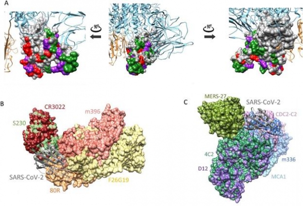 코로나19 바이러스 스파이크 단백질의 3차원 구조(A)와 사스 중화항체 (B) 및 메르스 중화항체(C) 결합 예측. (사진=한국화학연구원 CEVI(신종 바이러스) 융합연구단)