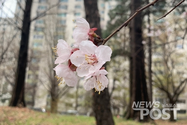 27일 이날 오전 서울 송파구의 한 아파트 단지 내에서 벚꽃이 피었다. (사진=이별님 기자)