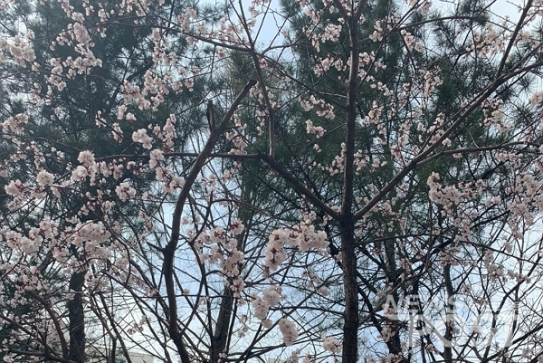 27일 이날 오전 서울 송파구의 한 아파트 단지 내에서 벚꽃이 피었다. (사진=이별님 기자)