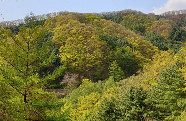 강원 춘천 방하리 굴참나무 숲 전경. (사진=산림청 제공)