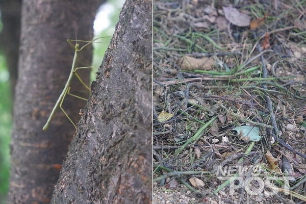 지난 21일 서울 은평구 봉산에 대벌레 암컷 한마리가 나무에 붙어 있다. 오른쪽은 대벌레 떼 사체들이 엉겨있는 모습. (사진=이별님 기자)