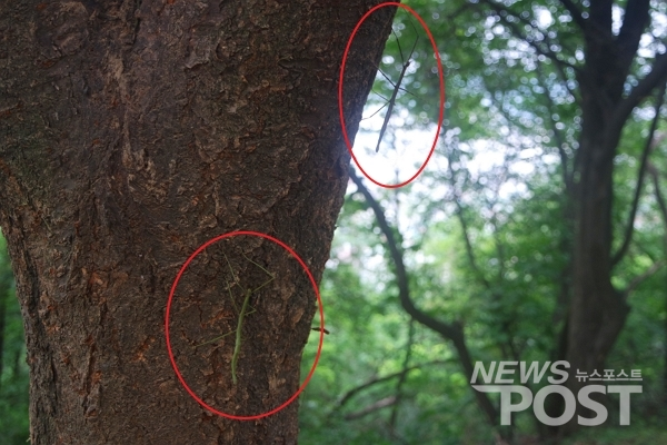 지난 21일 서울 은평구 봉산 일대에 대벌레들이 나무 위에 올라가 있다. (사진=이별님 기자)