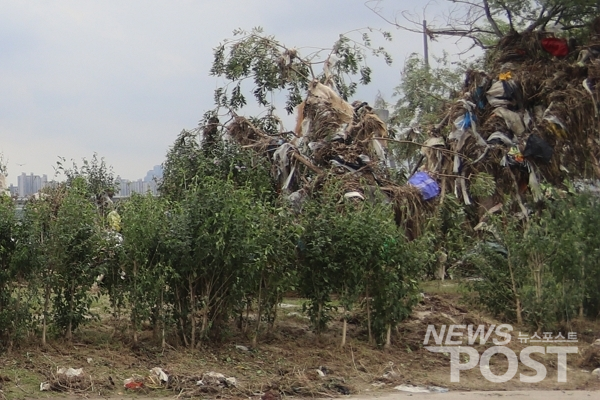 13일 이날 오후 서울 강동구 광나루 한강공원 내 나무 위에 각종 쓰레기가 걸려 있다. (사진=이별님 기자)