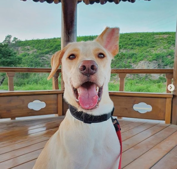동물해방물결과 함께 개 도살 금지 캠페인을 펼치고 있는 '설악이'. 캠페인에 나서기 앞서 설악이는 개 도살장에서 구조된 바 있다. (사진=설악이 인스타그램 @iamseorak)