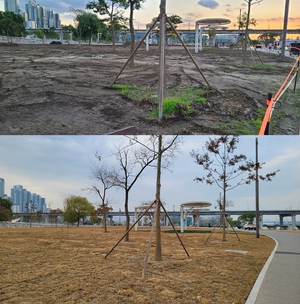 인터넷 커뮤니티에 돌던 사진(위)과 17일 반포 한강공원 사진. 잔디밭이 모두 복구됐다. (사진=김혜선 기자)