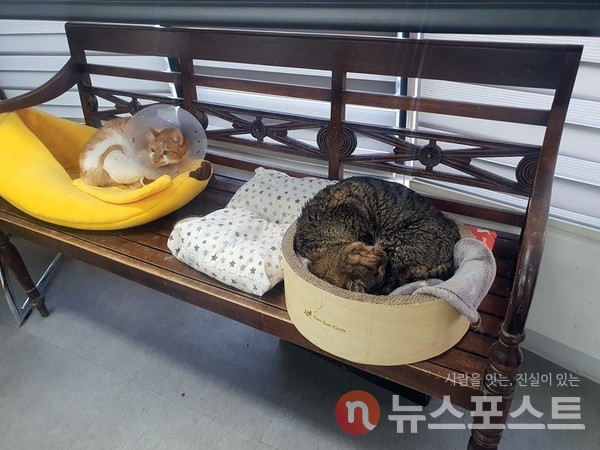 일산의료원 세미나실에 상주하는 고양이들. 이날 멘토링도 함께 했다. (사진=뉴스포스트 이해리 기자)