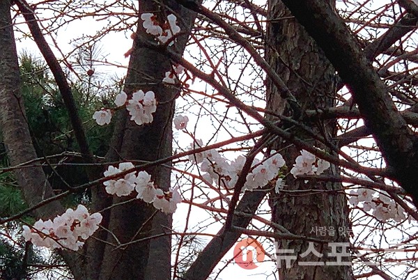 26일 이날 오후 서울 송파구 아시아공원 내 벚나무에서 꽃이 피었다. (사진=뉴스포스트 이별님 기자)