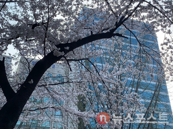 30일 이날 오전 서울 송파구 아시아공원 내에 벚나무에서 꽃이 화사하게 피었다. (사진=뉴스포스트 이별님 기자)