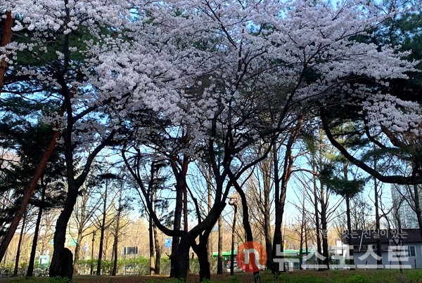30일 이날 오전 서울 송파구 아시아공원 내에 벚나무에서 꽃이 화사하게 피었다. (사진=뉴스포스트 이별님 기자)