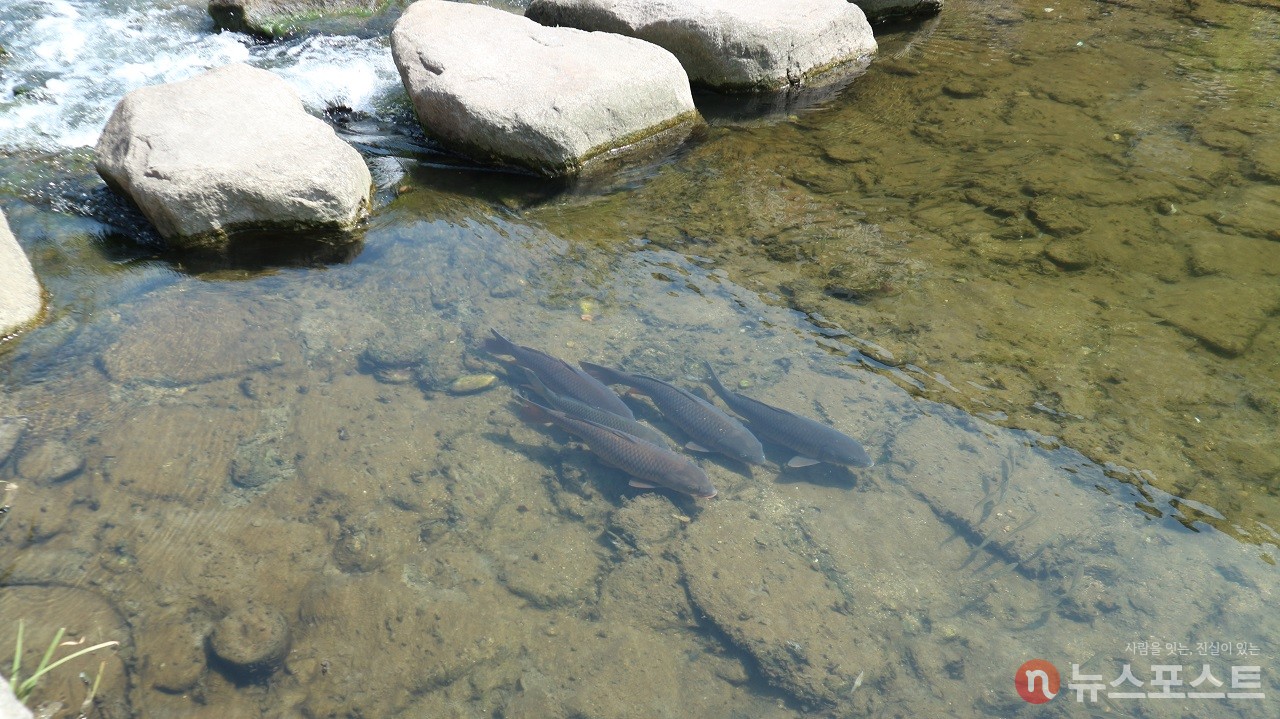 잉어. 이외에도 청계천에는 여러 종의 물고기가 산다. (사진=뉴스포스트 강대호 기자)