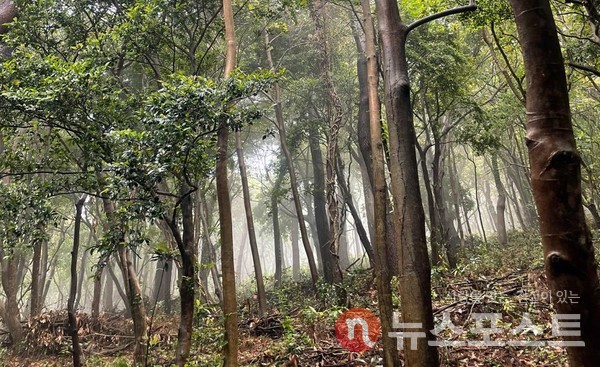 산림청이 지난 1월 나이든 나무를 베고 새 나무를 심어 탄소 감축에 힘쓰겠다는 계획을 밝혀 논란이 되고 있다. (사진=뉴스포스트 이해리 기자)