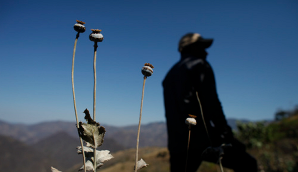 지난 2015년 1월 멕시코의 아편 생산지 양귀비 밭에 한 남자가 서 있다. 멕시코 정부는 고엽제를 공중 살포해 마약 원료를 처리했다. (사진=AP/뉴시스)