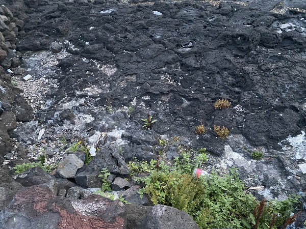 ‘플로깅’을 마음먹으면 가는 곳 마다 있는 쓰레기가 눈에 들어올 것이다(사진=조유라)