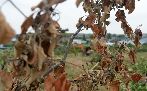 전북 익산의 한 농가에서 과수화상병이 발병한 나무가 말라 비틀어졌다. (사진=뉴시스)