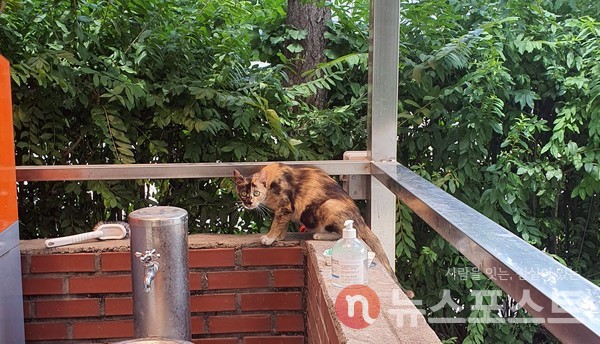 음식물 쓰레기장을 어슬렁 거리는 고양이. (사진=뉴스포스트 이해리 기자)