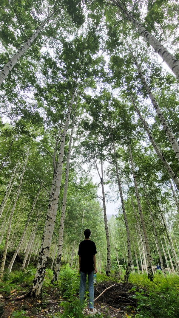 15일 경상북도 영양군 수비면 검마산 자락에 위치한 자작나무숲. (사진=뉴스포스트 김혜선 기자)