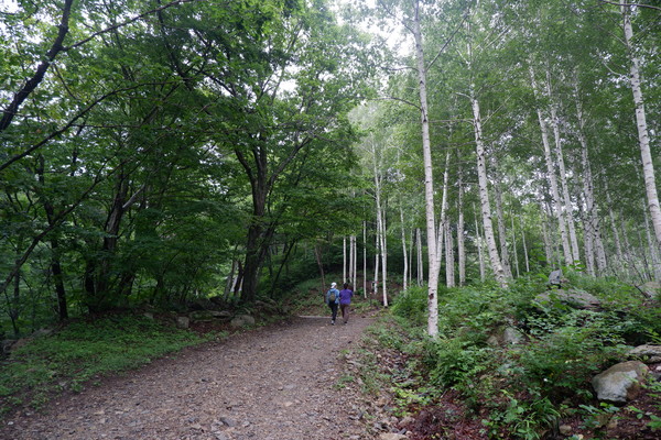 왼쪽은 자연림, 오른쪽은 흰 자작나무숲이 대비되어 인상적이다. (사진=뉴스포스트 김혜선 기자)
