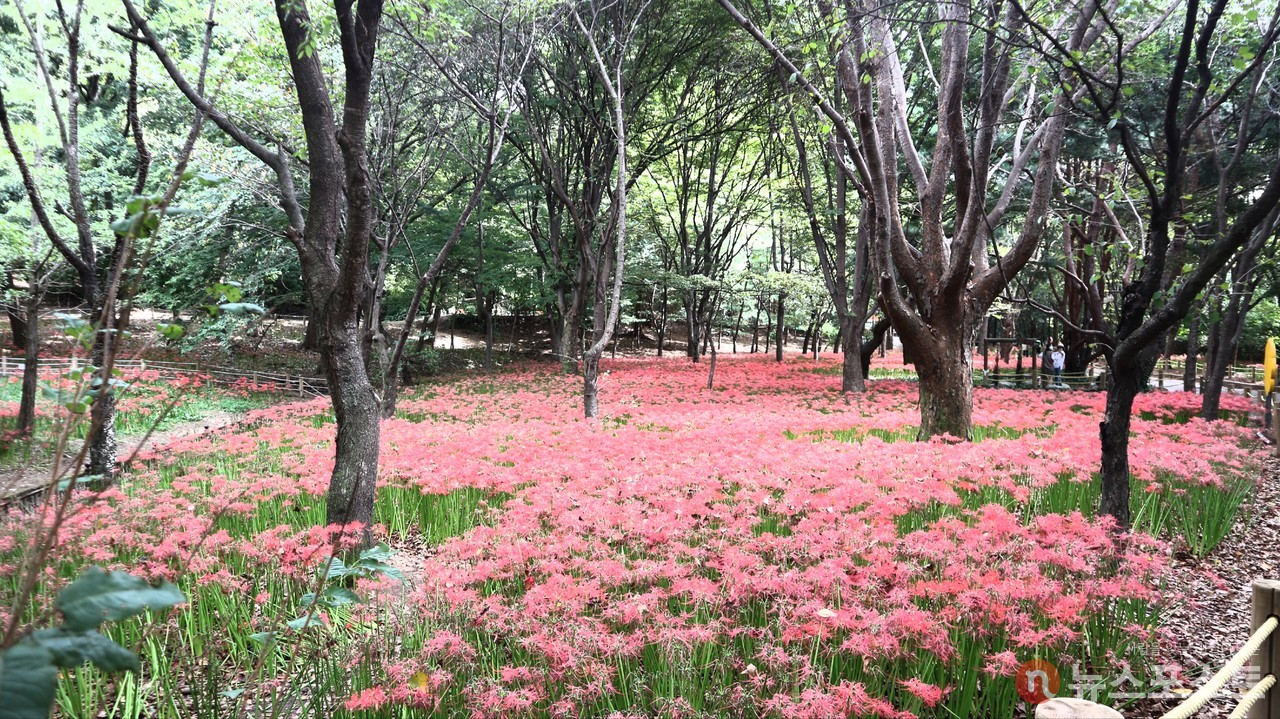 (2021. 09. 23) 분당 중앙공원에 조성된 꽃무릇 밭. (사진: 뉴스포스트 강대호 기자)
