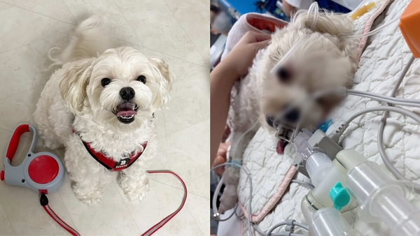 왼쪽부터 김민영(가명) 씨의 건강했던 반려견 의 생전 모습, 서울 A동물병원에서 시술 후 무기력한 모습. (사진=김민영 씨 제공)