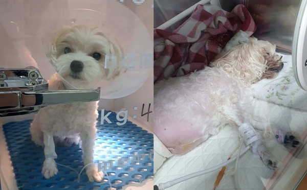 왼쪽부터 수술 전 수액을 맞고 대기하던 건강한 모습, 협력병원으로 전원된 후 김민영(가명) 씨 반려견의 상태. (사진=김민영 씨 제공)