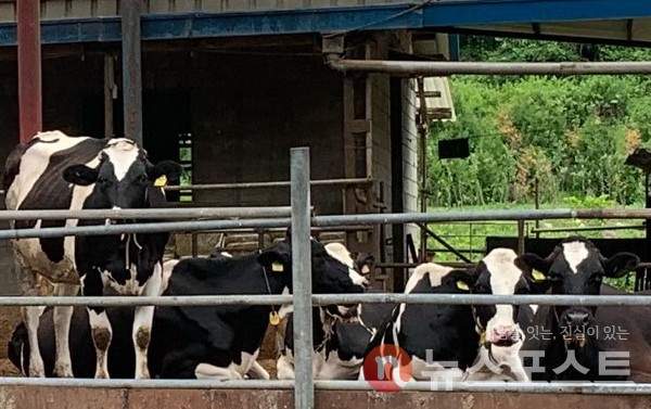 현행법에 따르면 가축 등 산업동물들의 자가 진료는 허용됐다. 해당 이미지는 기사와 관련 없는 자료 사진. (사진=뉴스포스트 이별님 기자)