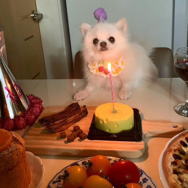 반려견 포야가 먹을 수 있는 수제 간식으로 차려진 생일 (사진 제공 = 김서영)