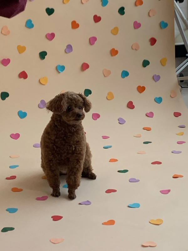 반려동물 전문 사진관에서 사진촬영을 진행한 ‘카푸’ (사진제공=성채은)