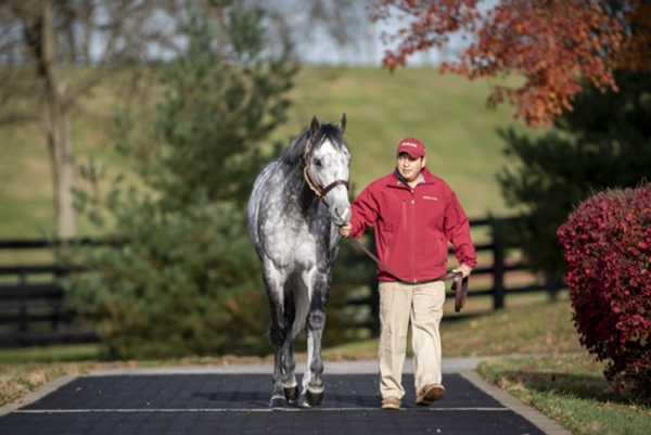 명예 우체국장에 임명된 한국마사회 경주마 닉스고. (사진=한국마사회 제공)