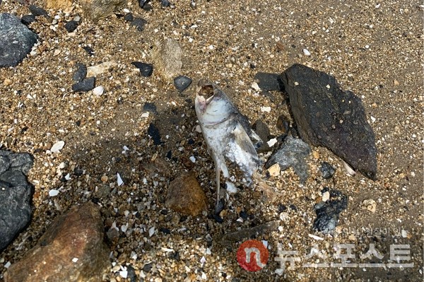바다에 살던 해양 생물이 해안가에서 사체로 발견됐다. (사진=뉴스포스트 이별님 기자)