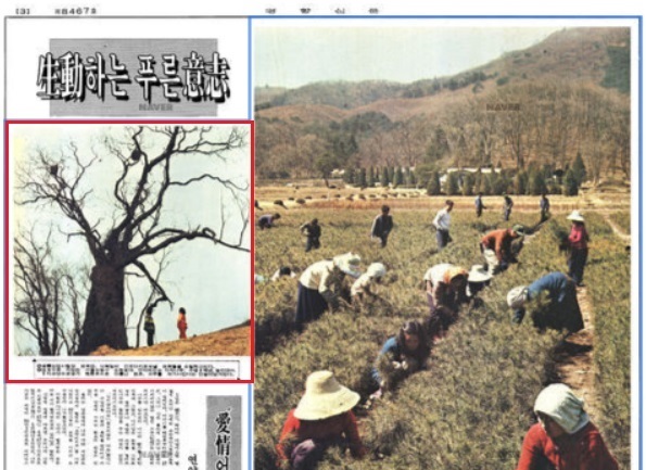 경향신문 1973년 4월 5일 기사. 논현동 자작나무의 사진이 실렸다. (사진: 경향신문)