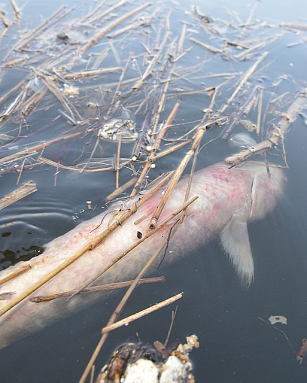 2018년 오염된 한강. (사진=뉴시스)