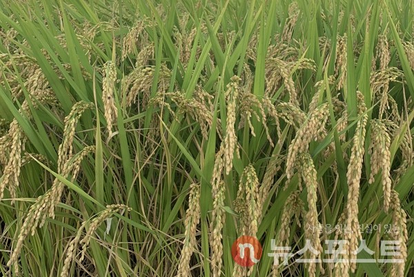 충남 천안시의 한 논. (사진=뉴스포스트 DB)