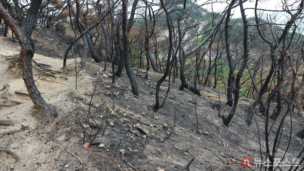 인왕산 산불 현장. 불에 탄 나무들이 보인다. (사진=뉴스포스트 강대호 기자)