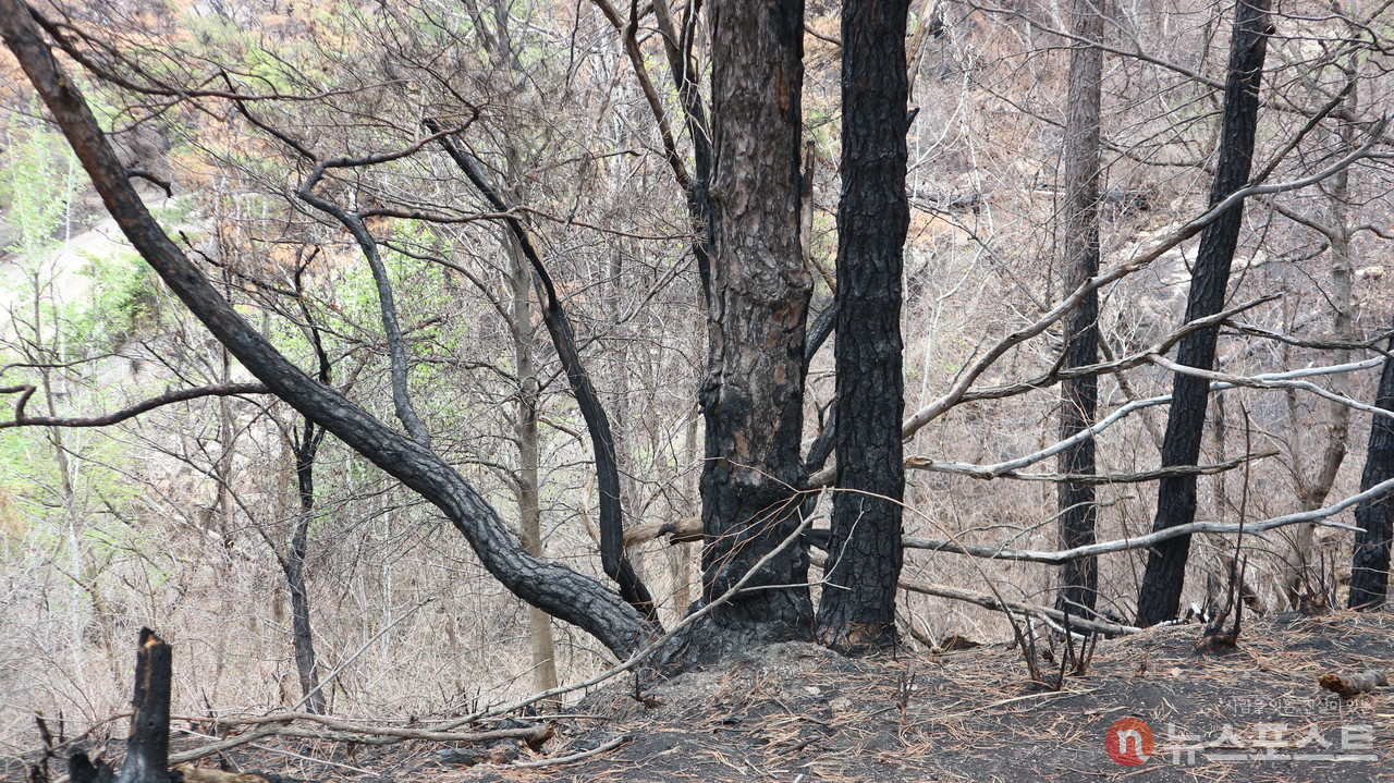 인왕산 산불 현장. 불에 탄 나무들이 보인다. (사진=뉴스포스트 강대호 기자)