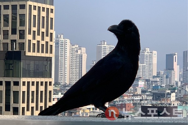 서울 송파구에서 발견된 까마귀 추정 개체. (사진=뉴스포스트 이별님 기자)
