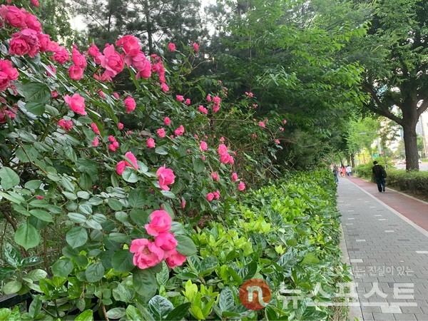 지난 5월 서울 송파구 인근 아파트 단지 벽에 무더위 영향으로 장미가 활짝 폈다. (사진=뉴스포스트 이별님 기자)