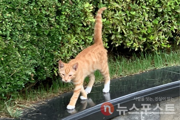 서울 용산구에서 발견된 길고양이. (사진=뉴스포스트 이별님 기자)