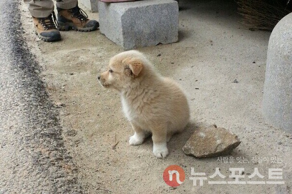 시골길을 자유롭게 다니는 새끼 강아지. (사진=뉴스포스트 이별님 기자)